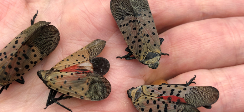 Lanternfly