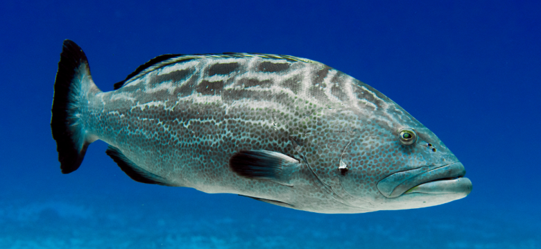 black-grouper